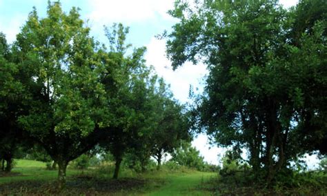 Macadamia Nut Tree: The Tropical Treat | Epic Gardening