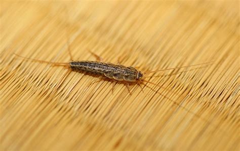 Silverfish Identification Guide Aruza Pest Control In Charlotte Nc