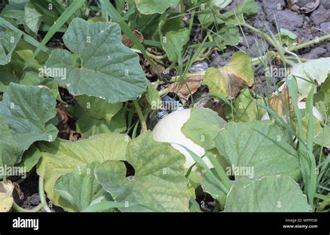 picture  ground stock photo alamy