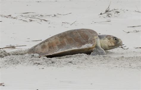 Kemp S Ridley Sea Turtle East Coast Pelagics Inaturalist