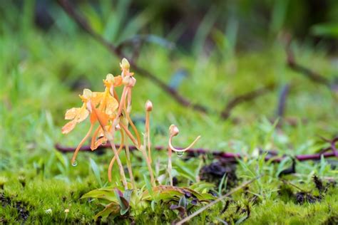 Premium Photo Orange Habenaria Rhodocheila