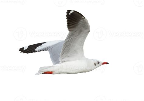 Gaviota Volador En Transparente Antecedentes Png Archivo 21515891 PNG