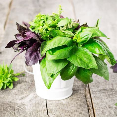 basil varieties     kitchen herbs