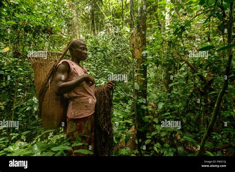 Bayaka Pygmies In The Equatorial Rainforest Central African Republic