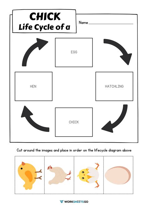 Chick Life Cycle Worksheets WorksheetsGO