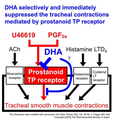 Docosahexaenoic Acid Potently Inhibits The Prostanoid TP Receptor