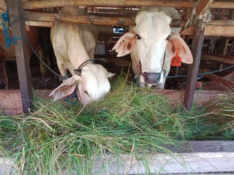 Berbagai Jenis Rumput Lokal Yang Dikembangkan Di Kelompok Tani Program