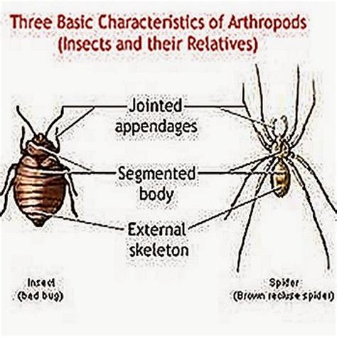 Phylum Arthropoda Characteristics Classification Examples - Riset