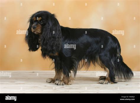 Cavalier King Charles Spaniel Stock Photo - Alamy