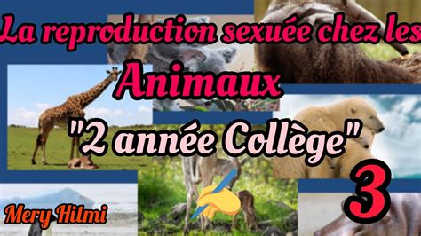 La Reproduction Sexuée Chez Les Animaux 2ac Lieu De La Reproduction