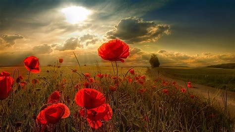 HD wallpaper: red poppy flowers, field, the sky, clouds, trees, house ...