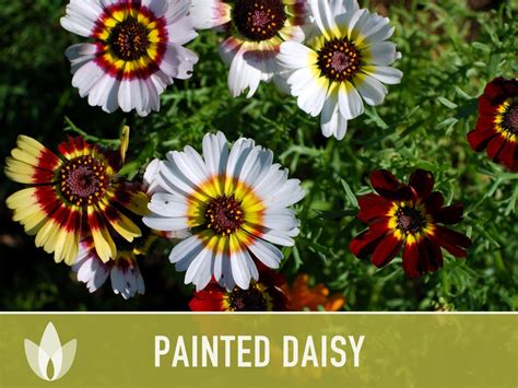 Painted Daisy Flower Seeds Heirloom, Annual, Cut Flowers, Dried Flowers ...