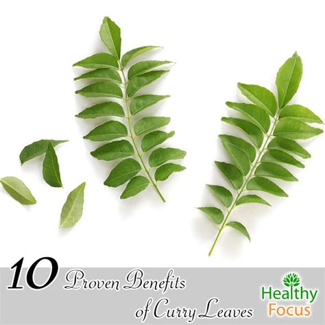 10 Proven Benefits Of Curry Leaves Healthy Focus