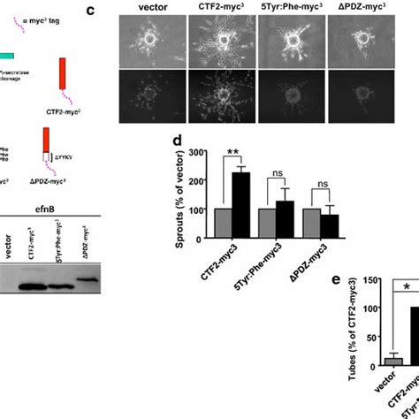 Ps Secretase Promotes Ephb Induced Sprouting Via Processing Of