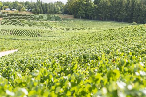 Champagne Vineyards, France Stock Photo - Image of france, outdoor ...