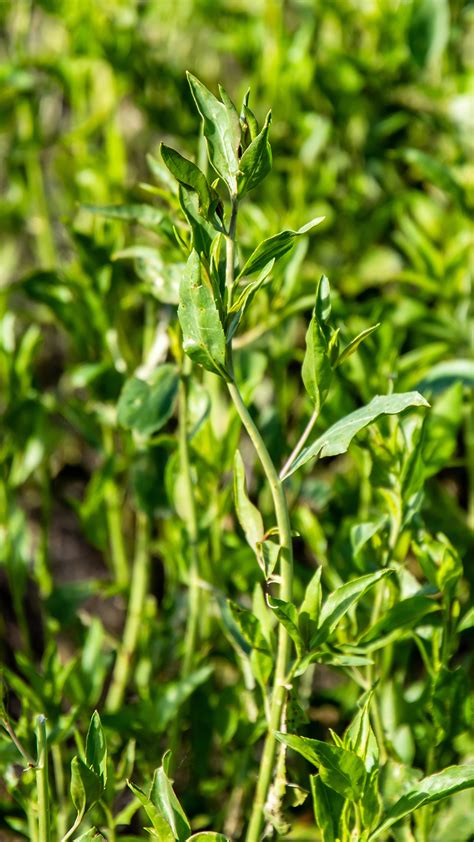 Perennial Pepperweed The Idaho Weed Awareness Campaign