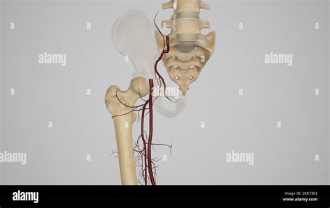 Medical Illustration of Cruciate Anastomosis Stock Photo - Alamy