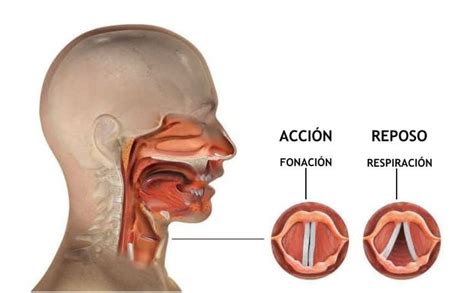 Respiración Y Fonación La Voz Vocalizacion Anatomía