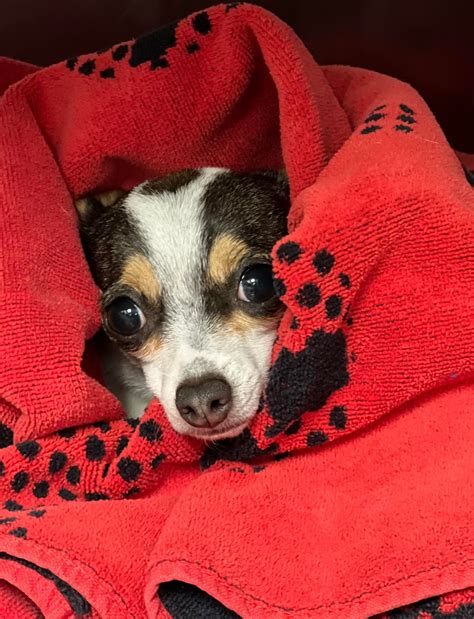 animal ophthalmology clinic dallas 5