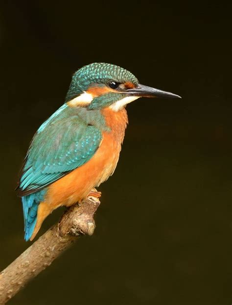 Isnt This Kingfisher A Stunnerphotographed At Rspb Rainham Marshes