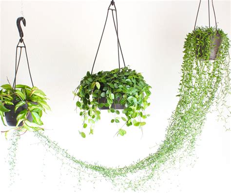 How To Hang A Plant From The Ceiling Hang Plants From Ceiling Hanging Plants Hanging Plants