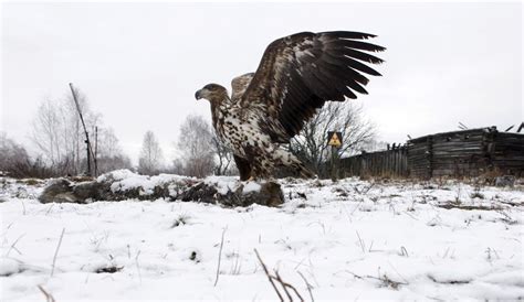 The eerie wilds of Chernobyl | The Week