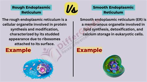 Difference Between Rough and Smooth Endoplasmic Reticulum