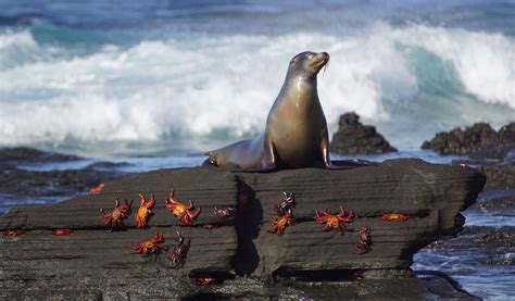 Santiago Island, Galapagos: Everything You Need To Know - Galapagos ...