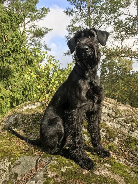 203 best Giant Schnauzer images on Pholder | Schnauzers, Giant