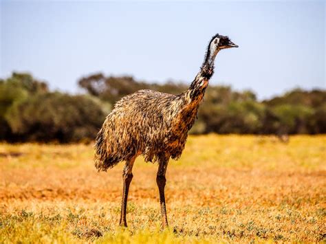emus dangerous reasons  attack   avoid birdfact