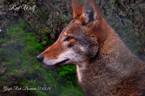 Red Wolf--Endangered Species | Endangered species, Red wolf, Wolf