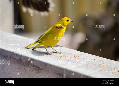 Sicalis Flaveola Jilguero Azafranado Saffron Finch Stock Photo Alamy