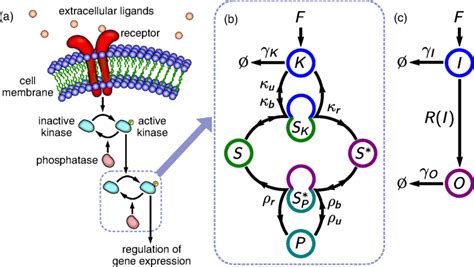 Schematic Of A Signaling Cascade A A Signaling Pathway Involving