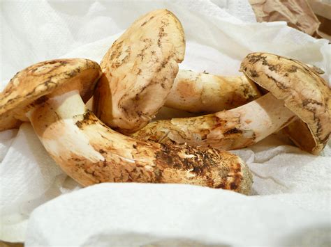 Magical Matsutake Mushrooms – Recette Magazine