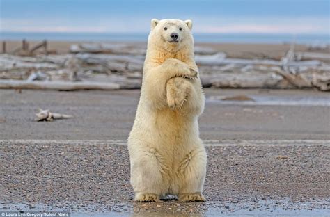 Polar Bear Cub Shows Off Its Dance Moves In Alaska Daily Mail Online