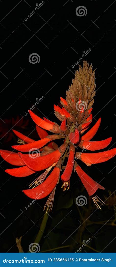 Erythrina Mulungu Plant Close Up With Black Background Stock Image