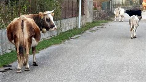 BOVINI VAGANTI PROVOCANO INCIDENTI LAPPELLO DI VALIANTE TVOGGI