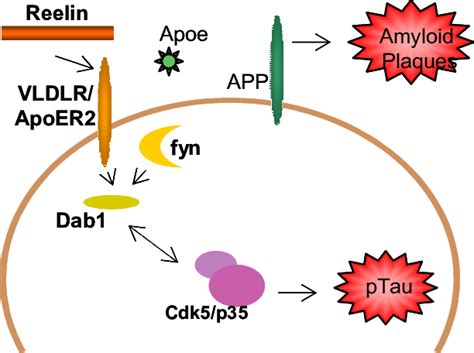 Schematic Summary Of The Reelin Signaling Pathway Reelin Binds