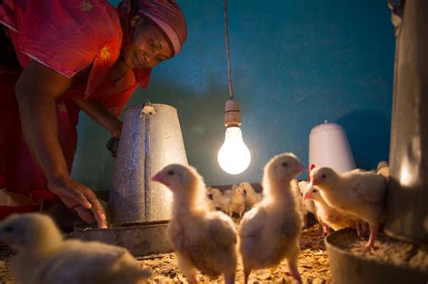 Chicken Farm In Arusha Tanzania East Africa