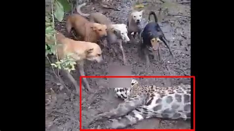 Stray Dogs Kill Leopard Video Goes Viral News Times Of India Videos