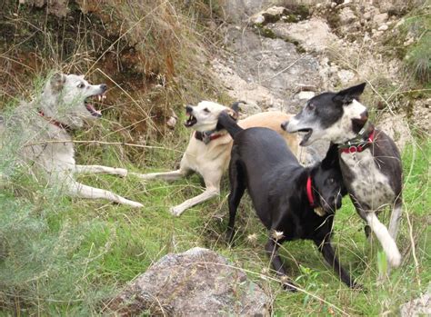 Dog Speak 101: How Do Dogs Communicate With Each Other? - The Cat and
