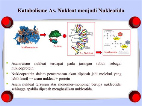 Virus Yang Memiliki Jenis Asam Nukleat Rna Adalah 8
