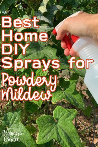 How To Get Rid Of Powdery Mildew 15 Easy Yet Effective Ways Artofit