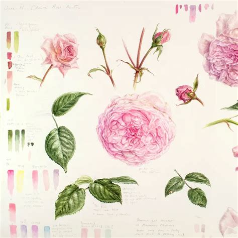botanical painting techniques jacksons art