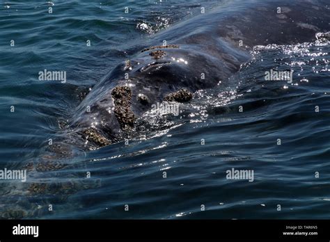 Gray whale Baja California Stock Photo - Alamy