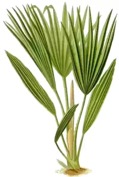 Arecaceae