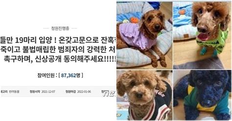 입양한 푸들 등 19마리 잔혹살해 후 잃어버렸다엄벌촉구 국민청원 Snsfeed 제휴콘텐츠 제공 실시간 핫이슈