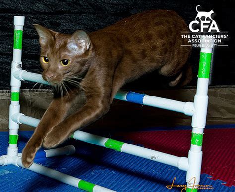 2023 Winners – CFA's Agility Cats