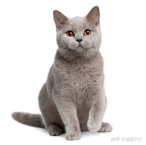 朋友收养一只流浪猫，带回家第一件事就是洗澡 知乎