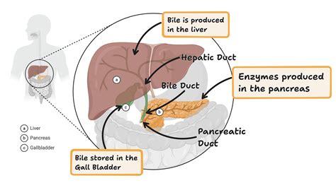 Bile in Digestion | Biology | Cambridge (CIE) IGCSE Revision Notes